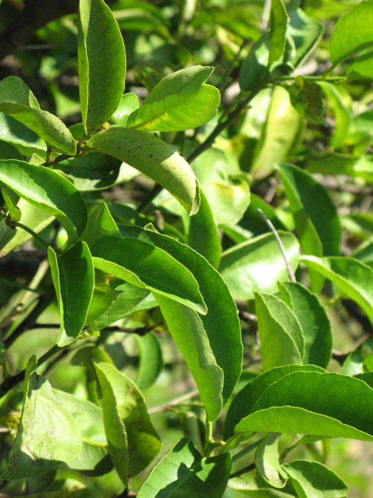              Sun leaves (Winter Haven, FL)       